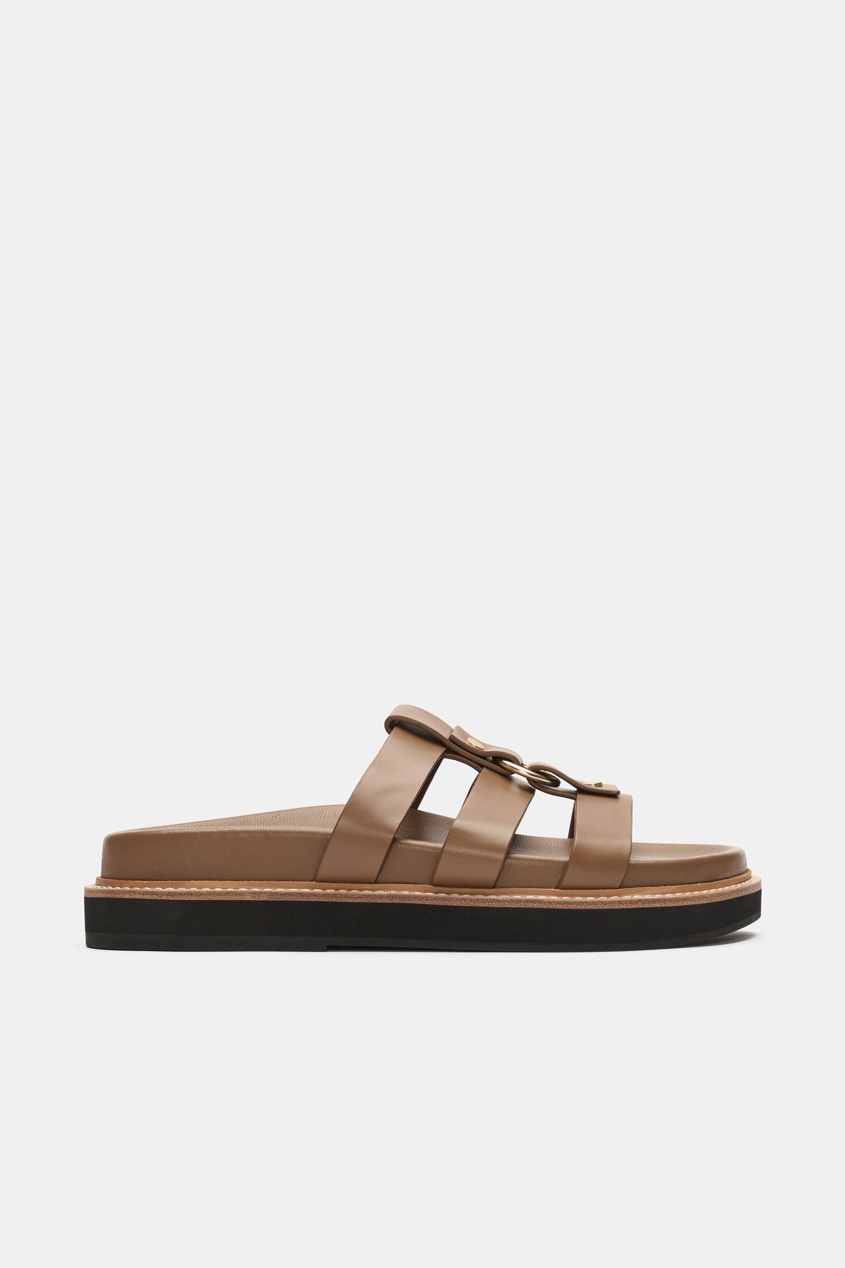 Hayden Mule
